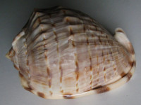 Cassis fimbriata , Quoy, J.R.C. & Gaimard, J.P., 1833  GIANT !